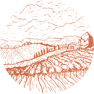 Vineyard sketch image