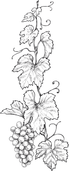 Grapes