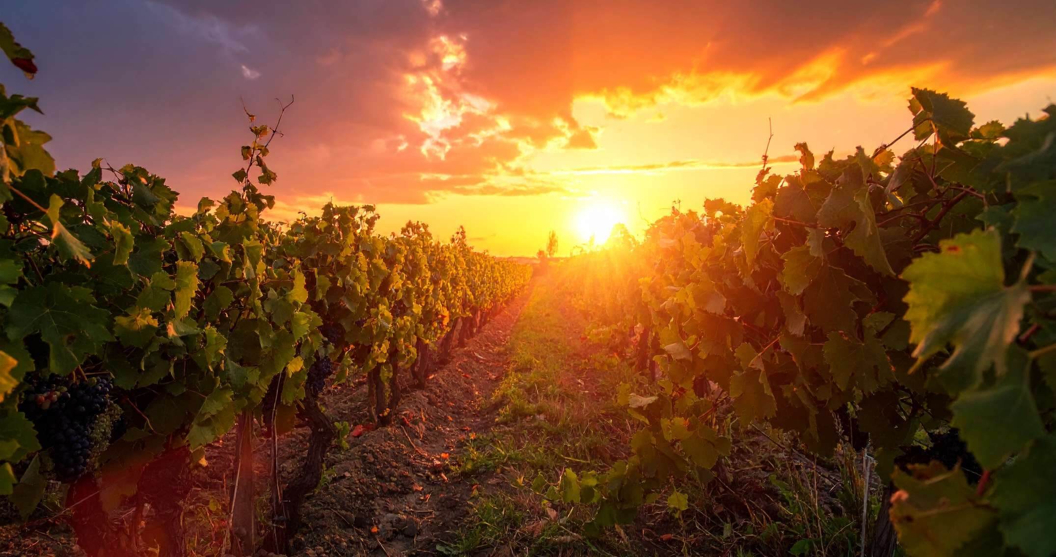 Ikalto Winery