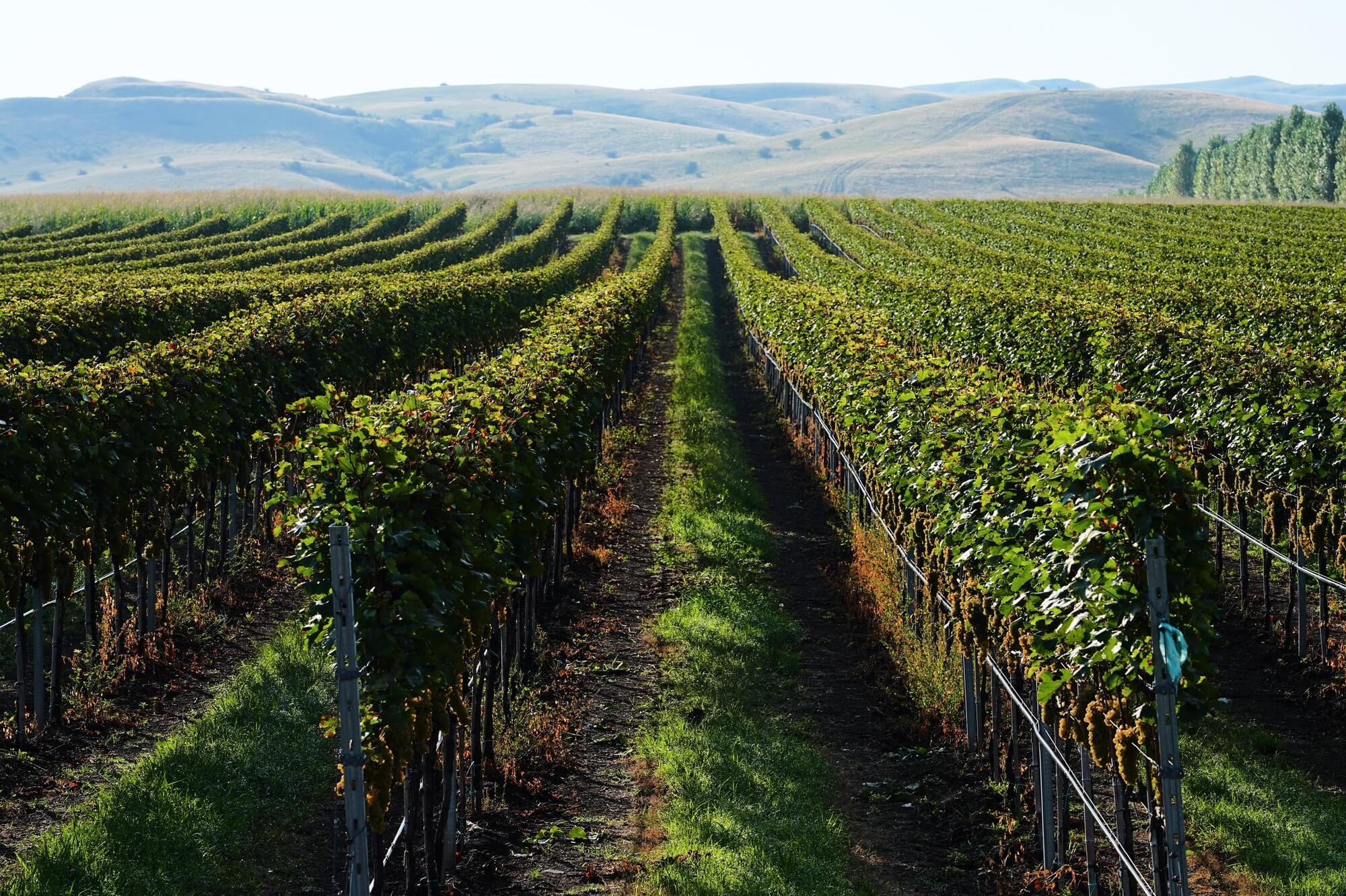 Rows of Nimbi vines in Khashmi, Kakheti